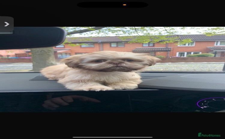 Shih Tzu dogs - Advert 2