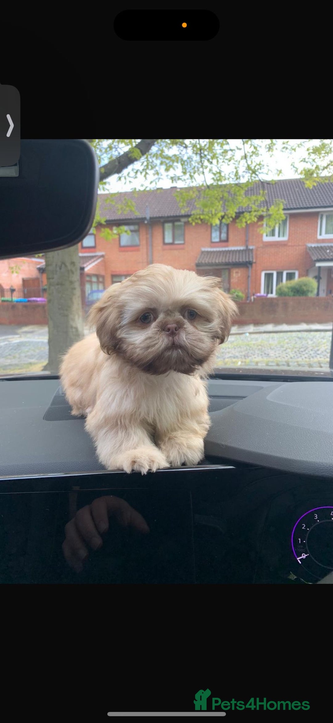 Shih Tzu dogs for sale: 🐶Imperial ShihTzu Puppies–Exceptional Bloodline🐶 - Image 2