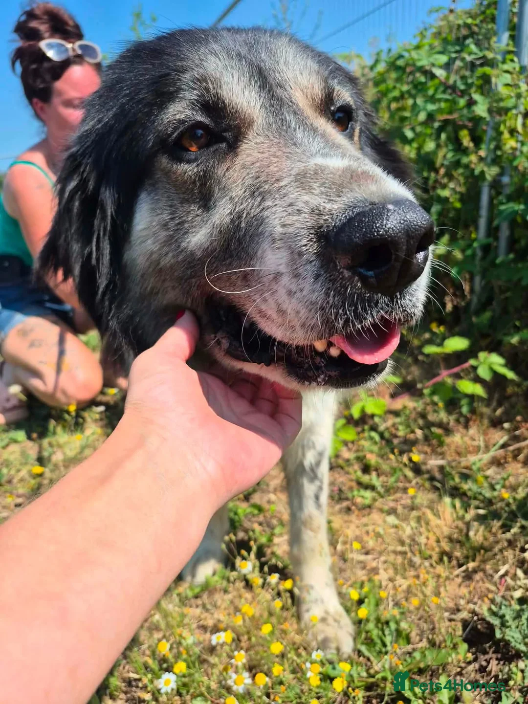 Mixed Breed dogs for adoption: Matilda - Norwich Norfolk  - Advert 2