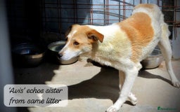 Mixed Breed dogs for adoption: Avis, 1yr old approx. Available for adoption. - Image 6