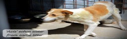 Mixed Breed dogs for adoption: Avis, 1yr old approx. Available for adoption. - Advert 6