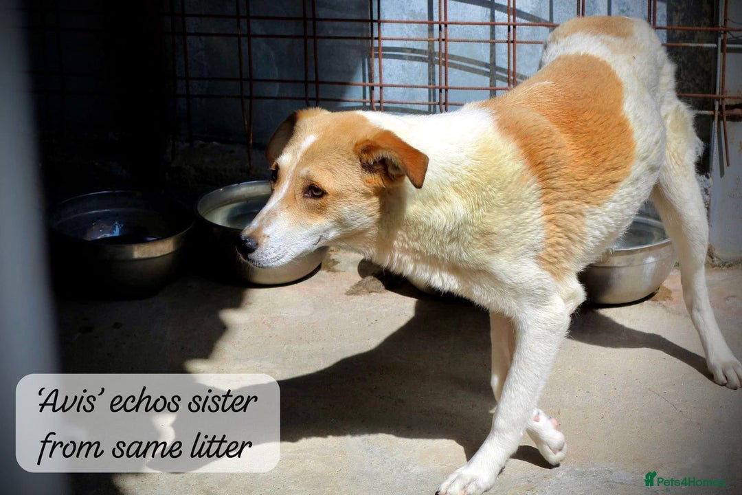 Mixed Breed dogs for adoption: Avis, 1yr old approx. Available for adoption. - Image 6
