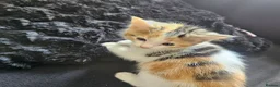 Mixed Breed cats for sale: Beautiful Kittens - Advert 30