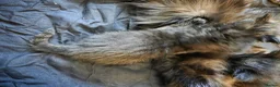 Mixed Breed cats for sale: Beautiful Fluffy Black Kittens in Uxbridge - Advert 5