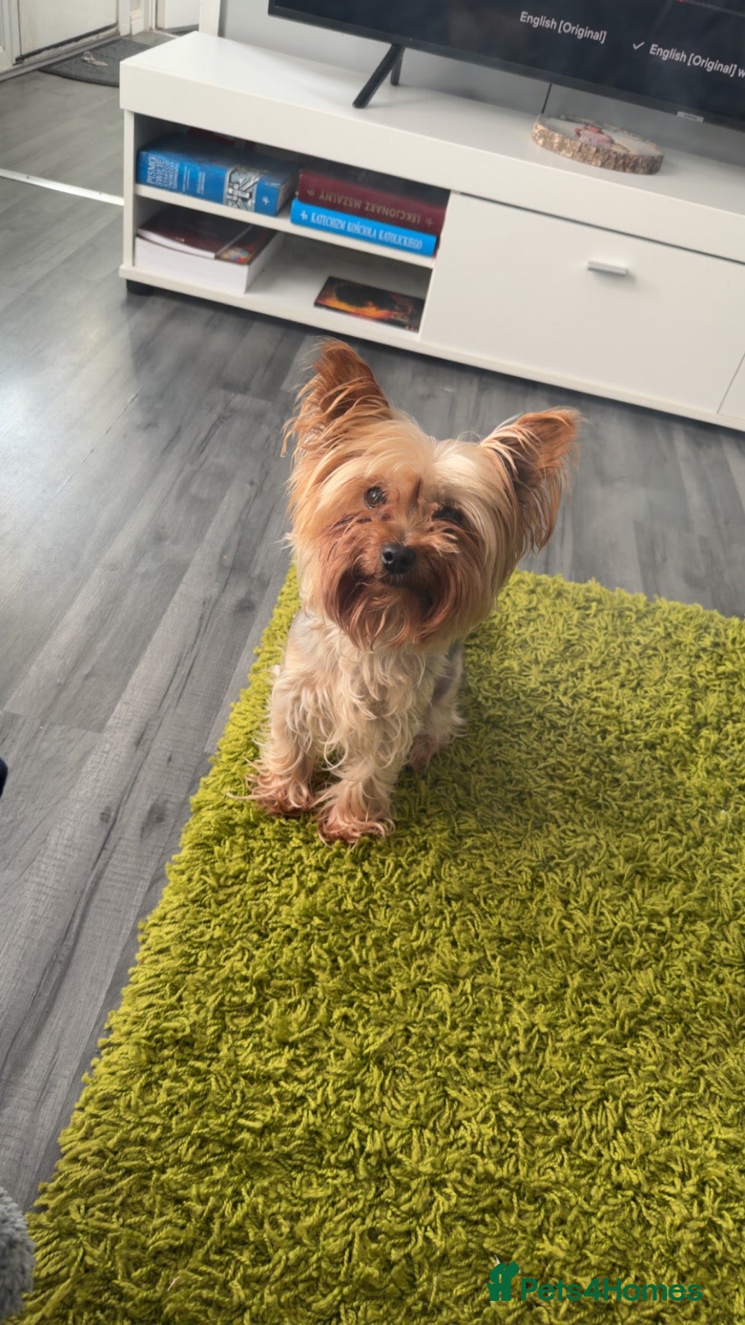 Yorkshire Terrier dogs for sale: Yorkshire terrier called Angel  - Advert 20