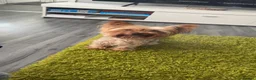Yorkshire Terrier dogs for sale: Yorkshire terrier called Angel  in Nottingham - Advert 1