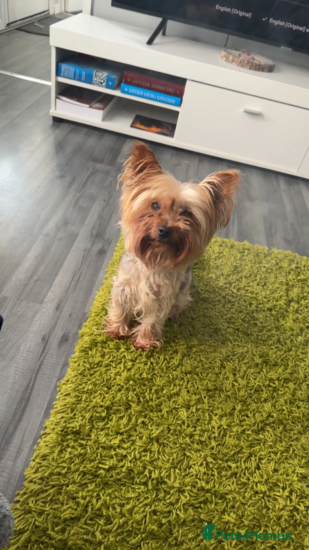 Yorkshire Terrier dogs for sale: Yorkshire terrier called Angel  in Nottingham - Advert 1
