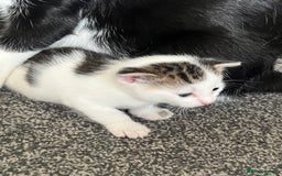 Mixed Breed cats for sale: Kittens - Image 10
