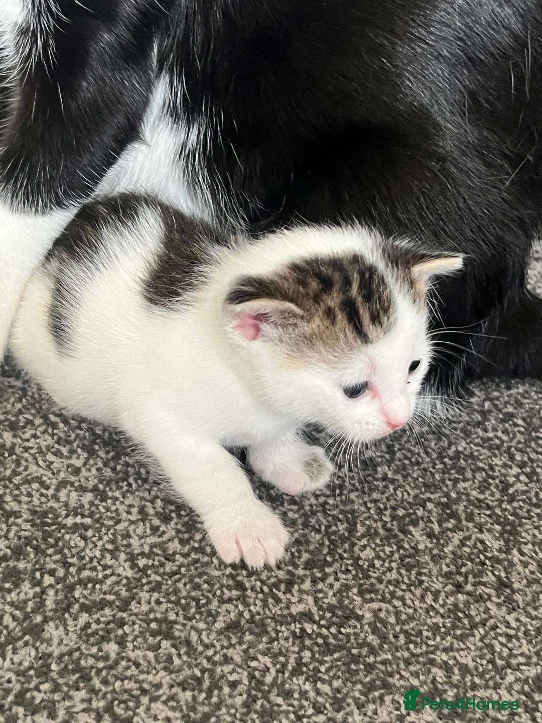 Mixed Breed cats for sale: Kittens - Image 10