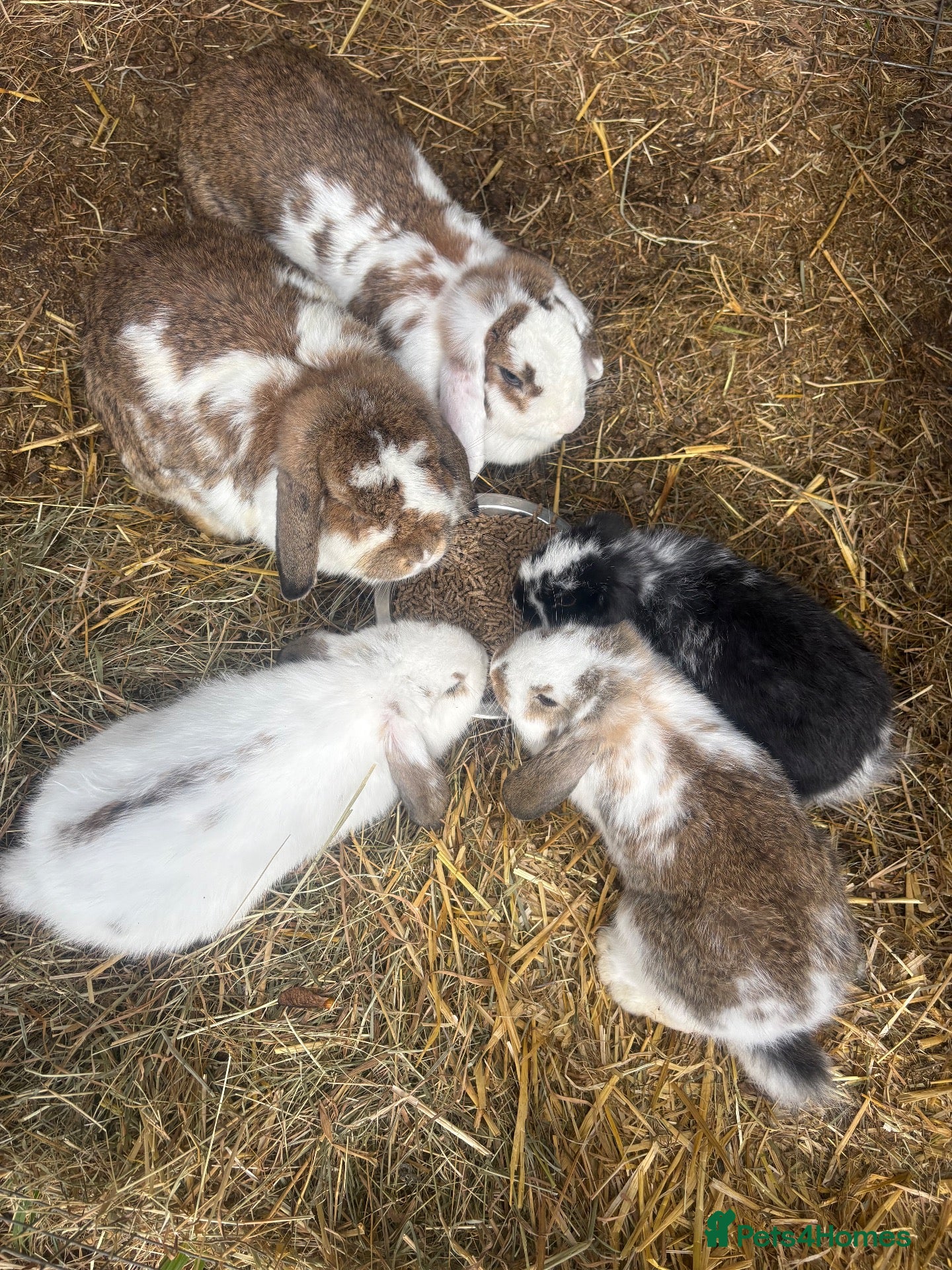 French Lop rabbits Gorgeous French lop babies ready to leave  - Advert 1
