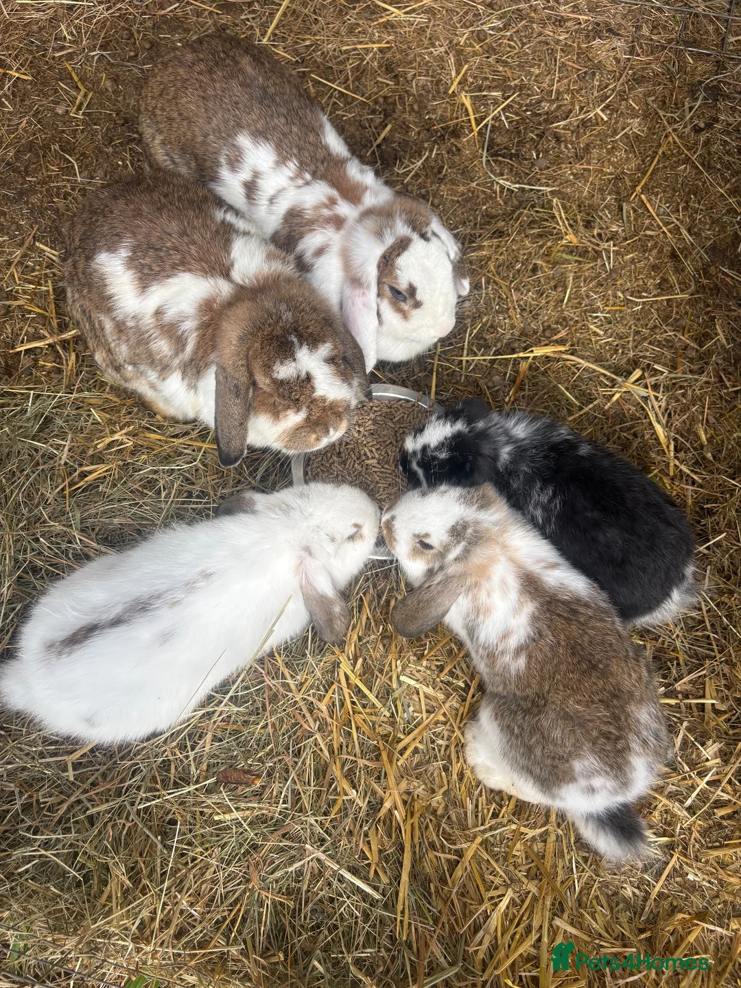 French Lop rabbits for sale: Gorgeous French lop babies ready to leave  - Advert 1