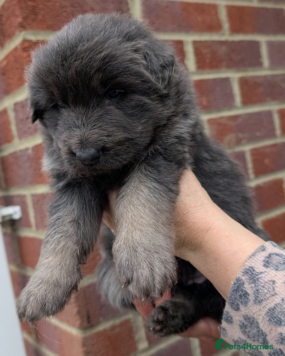 German Shepherd dogs for sale: Rare long-haired German shepherd puppies for sale - Advert 9