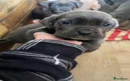 Cane Corso dogs for sale: cane corso pups  - Image 1