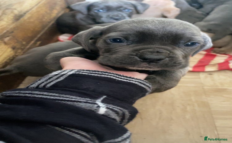 Cane Corso dogs - Advert 1