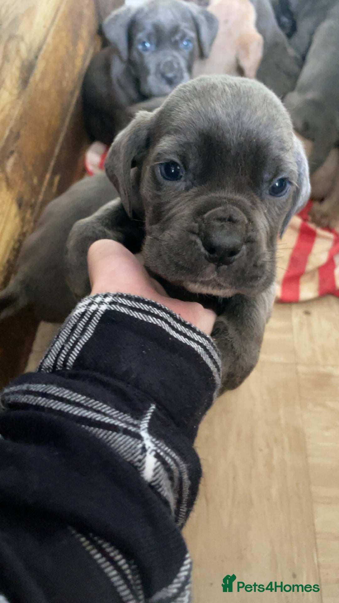 Cane Corso dogs for sale: cane corso pups  - Image 1