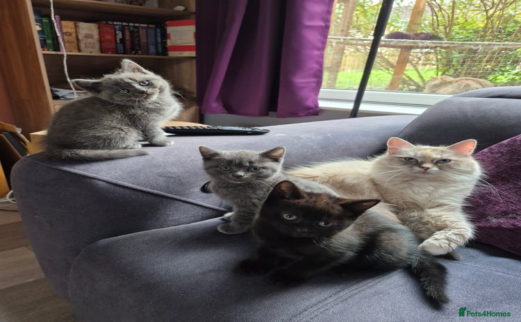 British Shorthair cats - Advert 14