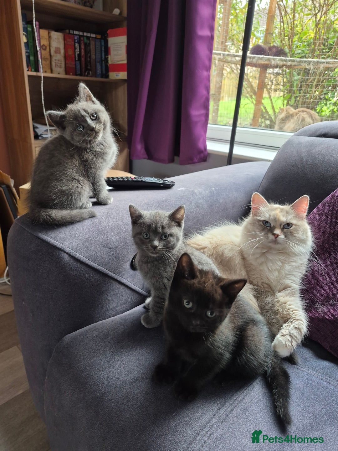 British Shorthair cats for sale: Last British shorthair kitten available! - Image 1