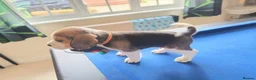 Beagle dogs for sale: Beautiful Pure Beagle Puppies  in Ledbury - Advert 13