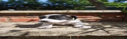 Jack Russell dogs for sale: Miniature Jack Russell Puppies  in Windlesham - Advert 12