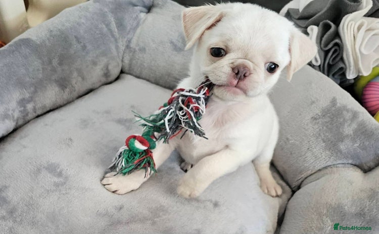 Pug dogs - Advert 3