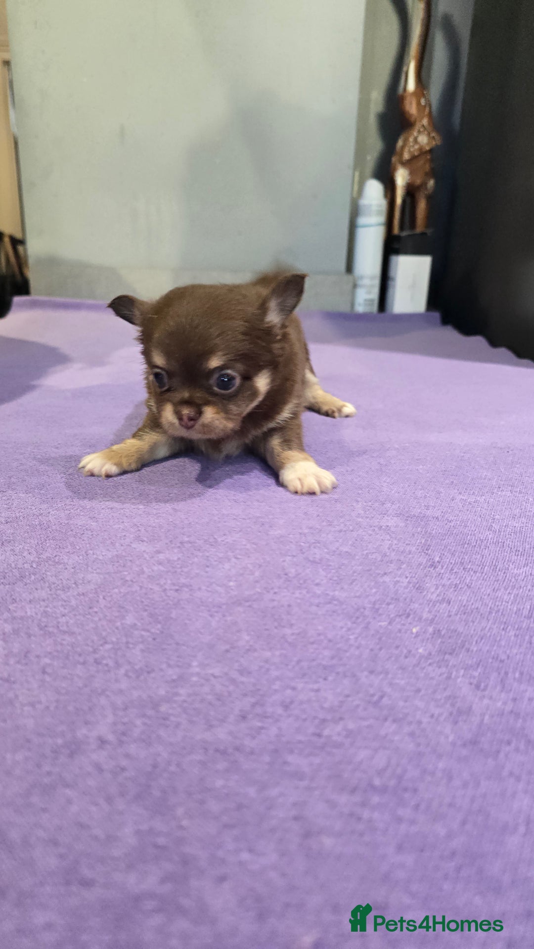 Chihuahua dogs for sale: Chihuahua puppies Russian ancestry with perfect bo - Advert 9