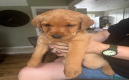 Labrador Retriever dogs for sale: Gorgeous Red Labrador Pups - Image 23
