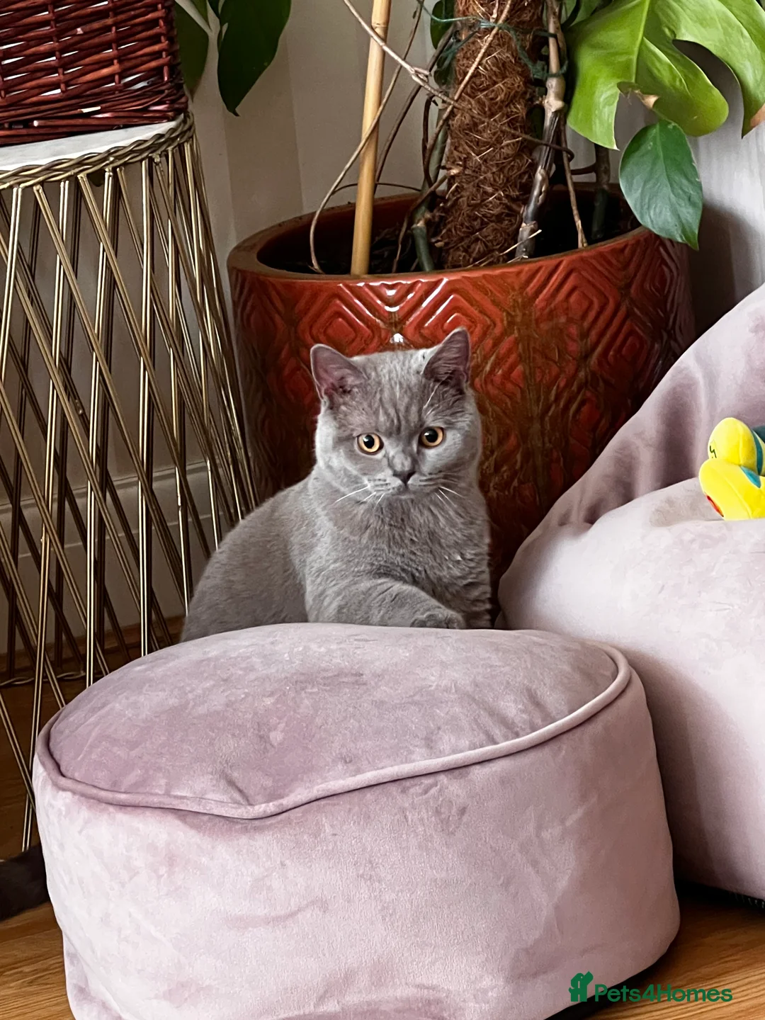 British Shorthair cats for sale: British Short hair - 2 males, 6 months - Advert 5
