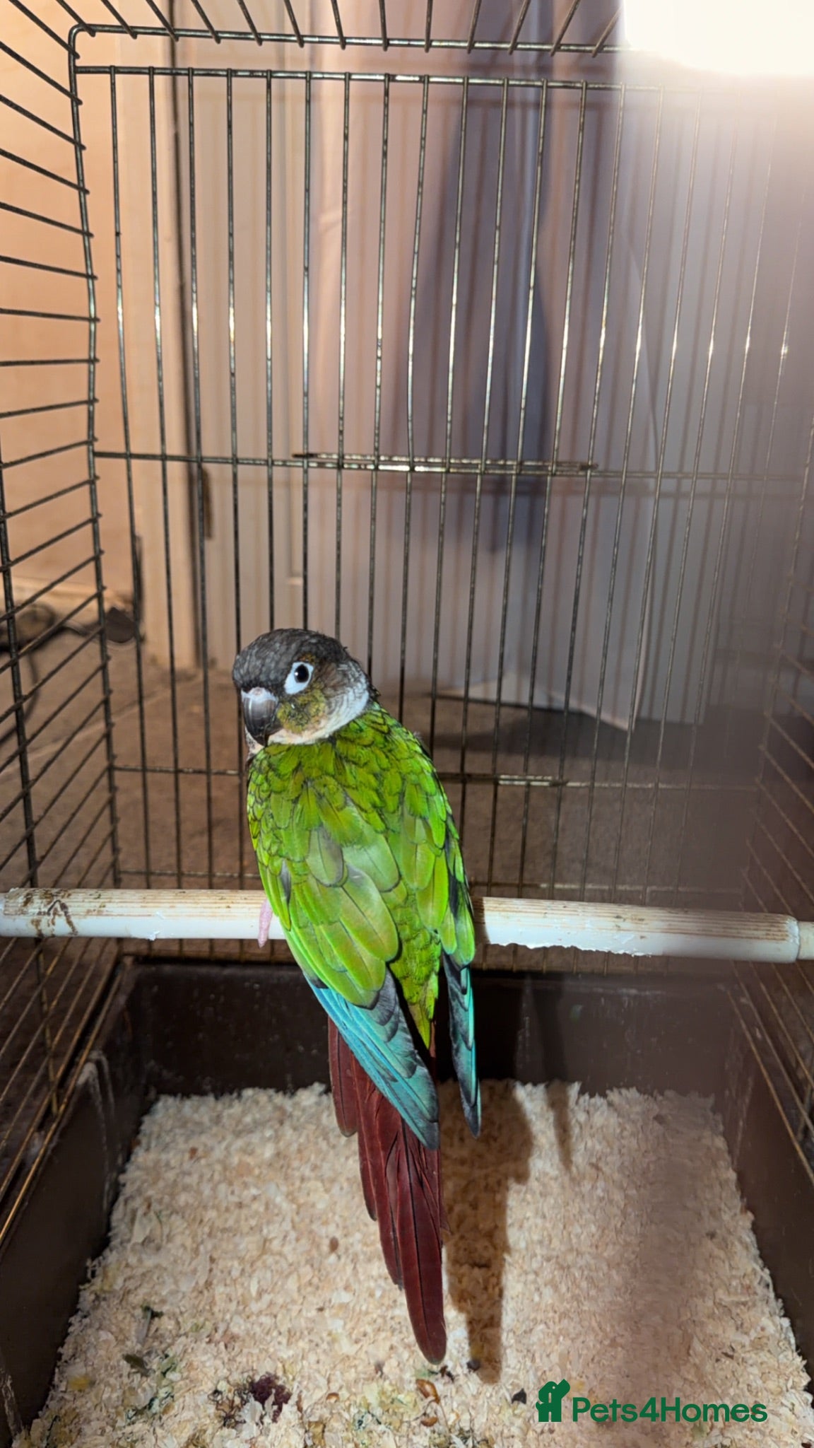 Conures birds Green cheek conure  - Advert 3