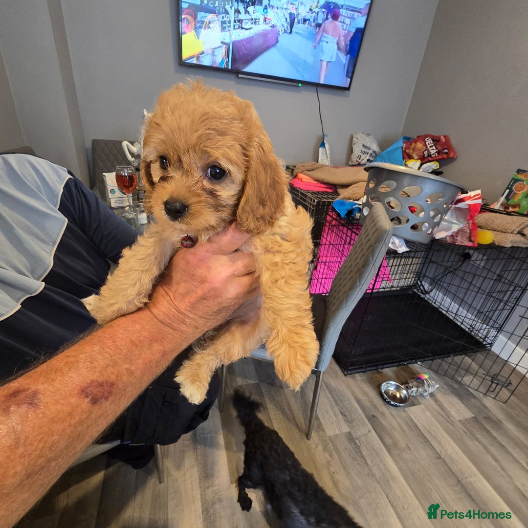 Cavapoo dogs for sale: TWO LITTLE FUR BABIES LEFT  - Image 27