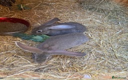 Continental Giant rabbits for sale: Continental Giants - Image 3