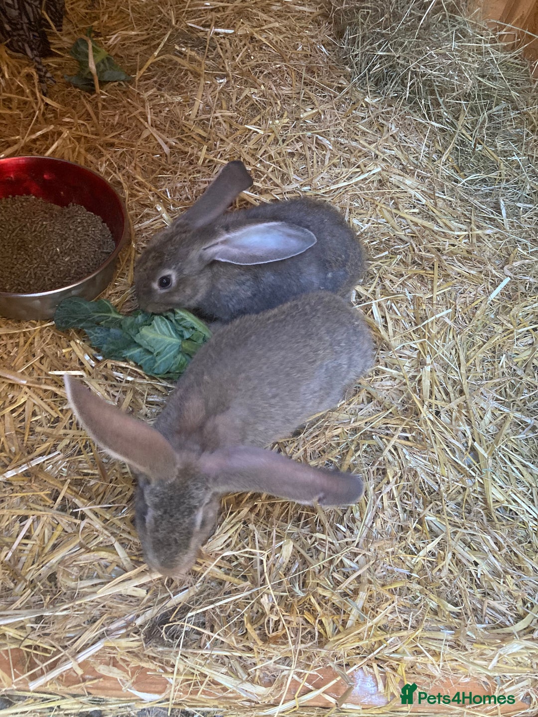 Continental Giant rabbits for sale: Continental Giants - Image 3