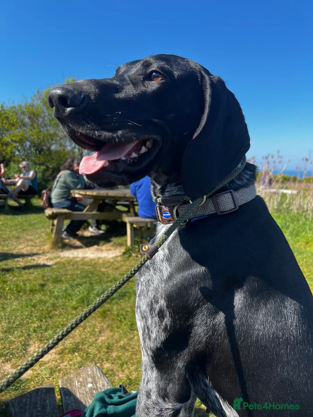 German Shorthaired Pointer dogs for stud: KC Reg German Shorthair Pointer for Stud in Bridlington - Advert 8