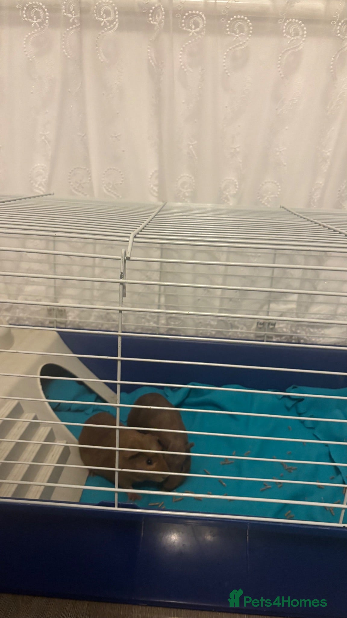 Guinea Pig rodents Male guinea pigs - Advert 2
