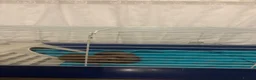 Guinea Pig rodents for sale: Male guinea pigs in London - Advert 1