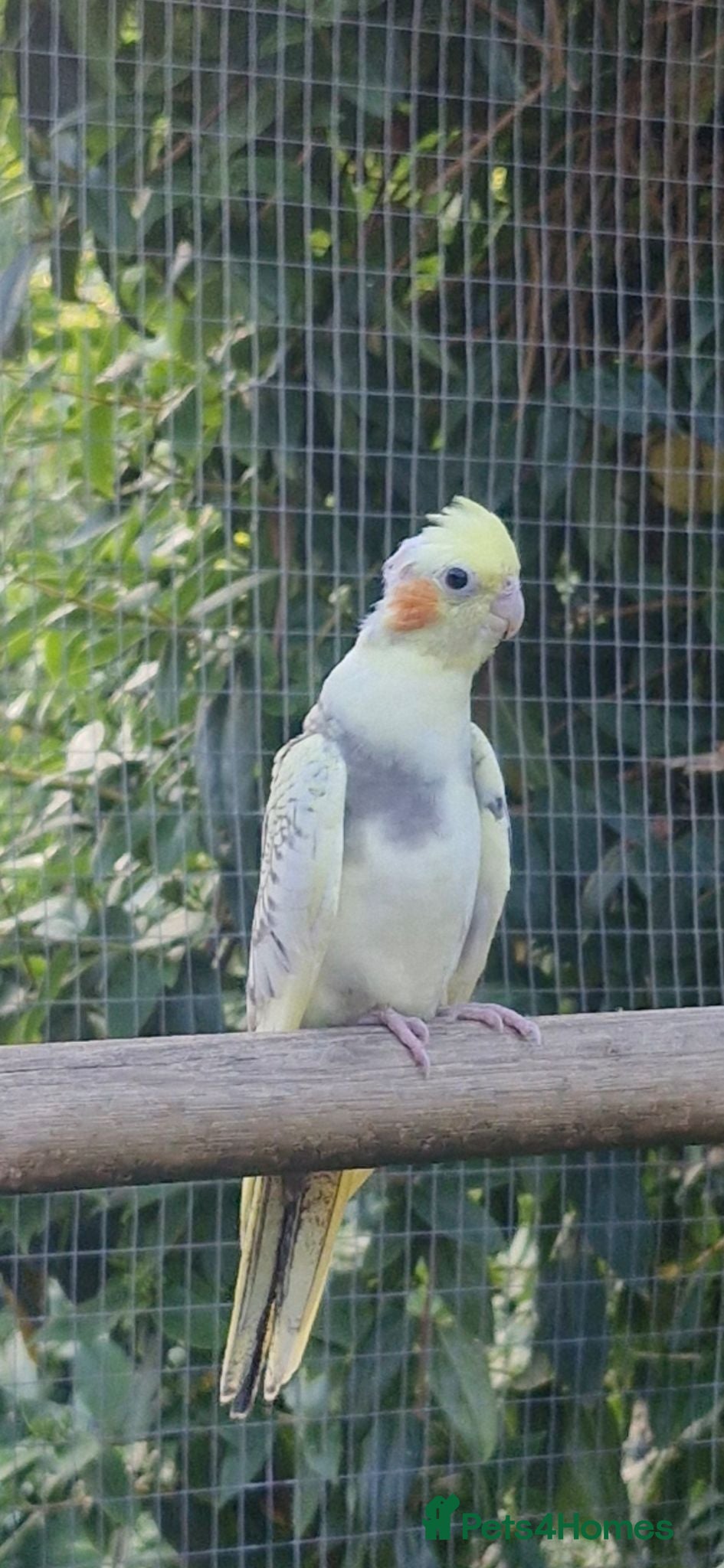 Cockatiels birds Young cockateils for sale ready now - Advert 1