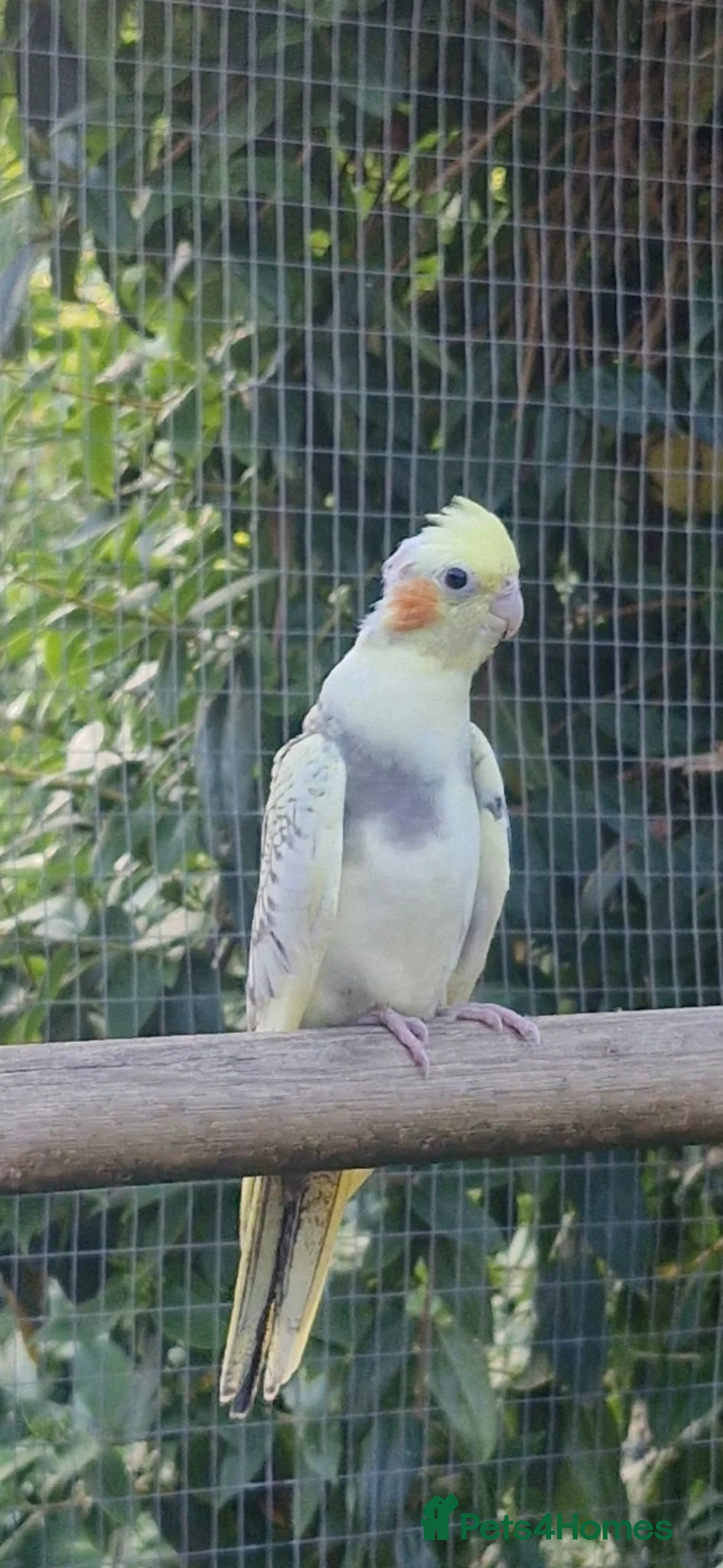 Cockatiels birds for sale: Young cockateils for sale ready now in Telford - Advert 1
