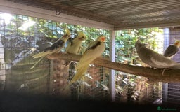 Cockatiels birds for sale: 2025  Cockatiels and Budgies - Image 2