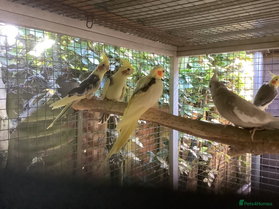 Cockatiels birds for sale: 2025  Cockatiels and Budgies - Image 2