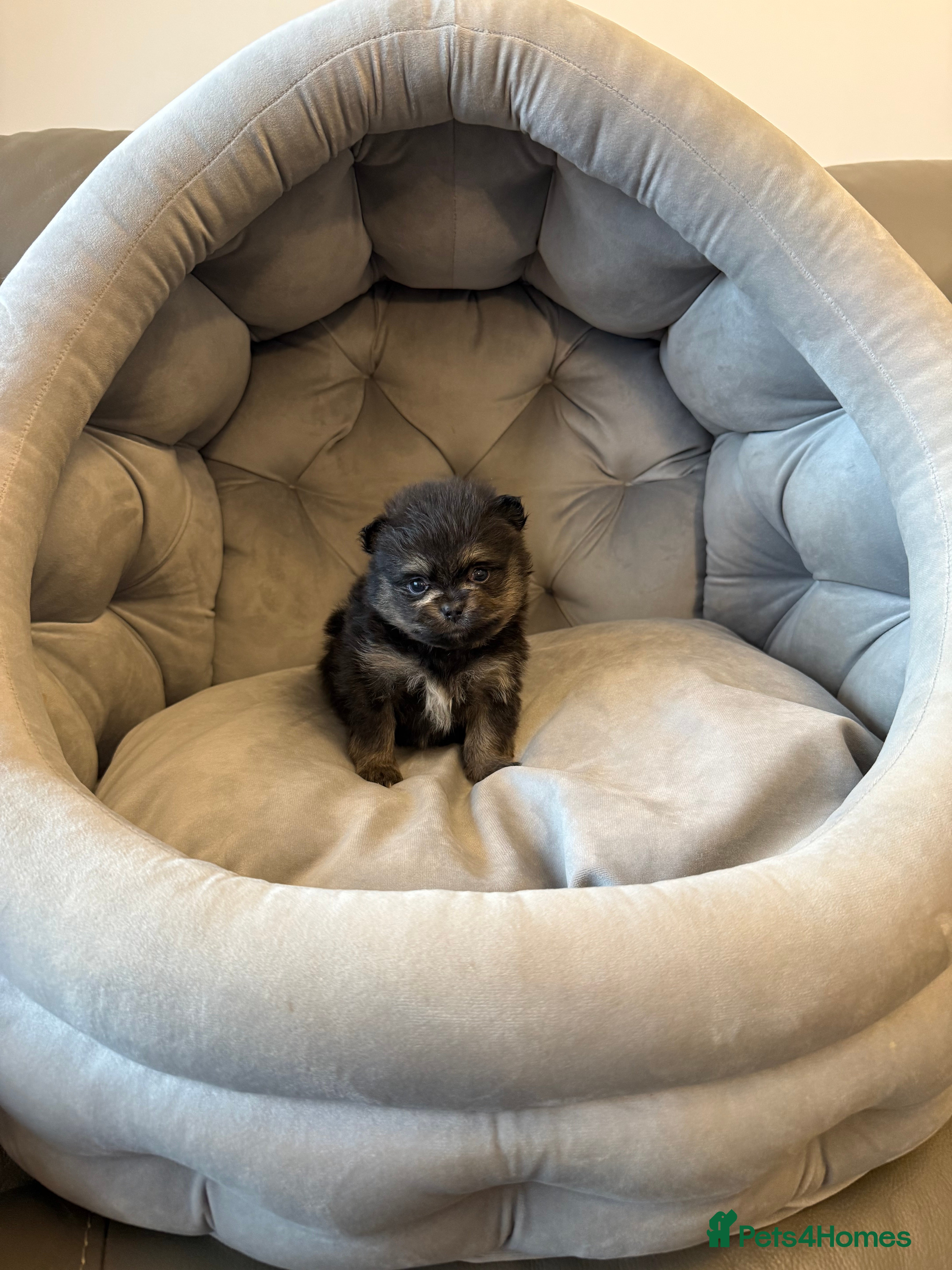 Pomeranian dogs Black and tan girls 🖤🧡💖 - Advert 1