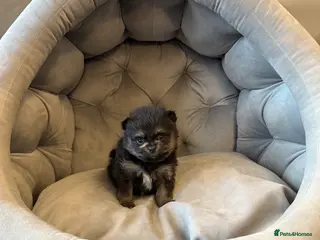 Pomeranian dogs Black and tan girls 🖤🧡💖 - Advert 1