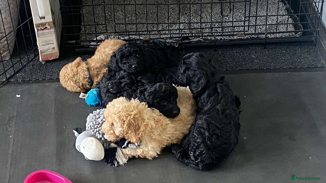 Cockapoo dogs for sale: ‼️6 gorgeous cockapoo pups ready to leave now‼️ - Image 14