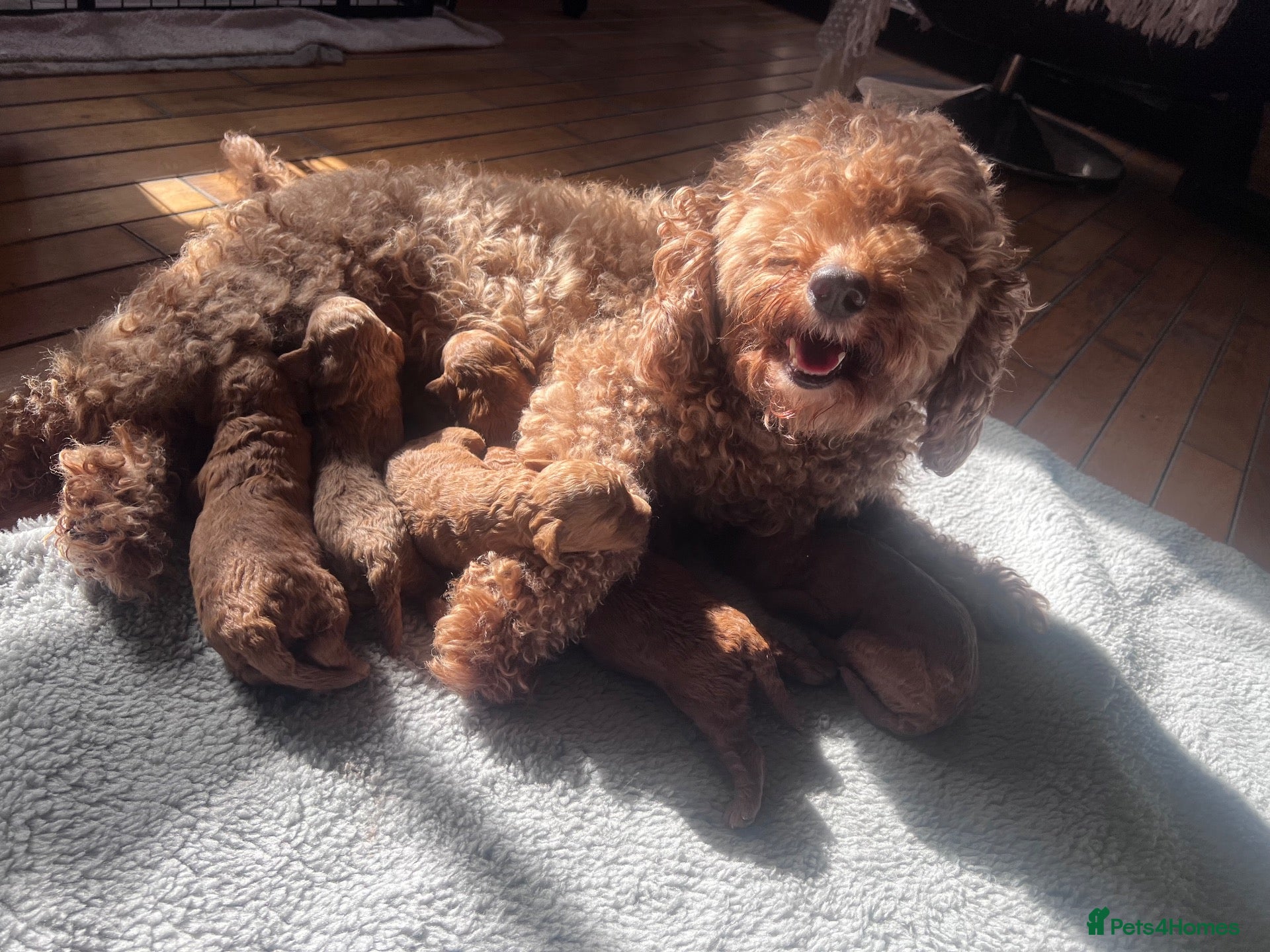 Cockapoo dogs 5 beautiful girls and 1 boy  - Advert 1