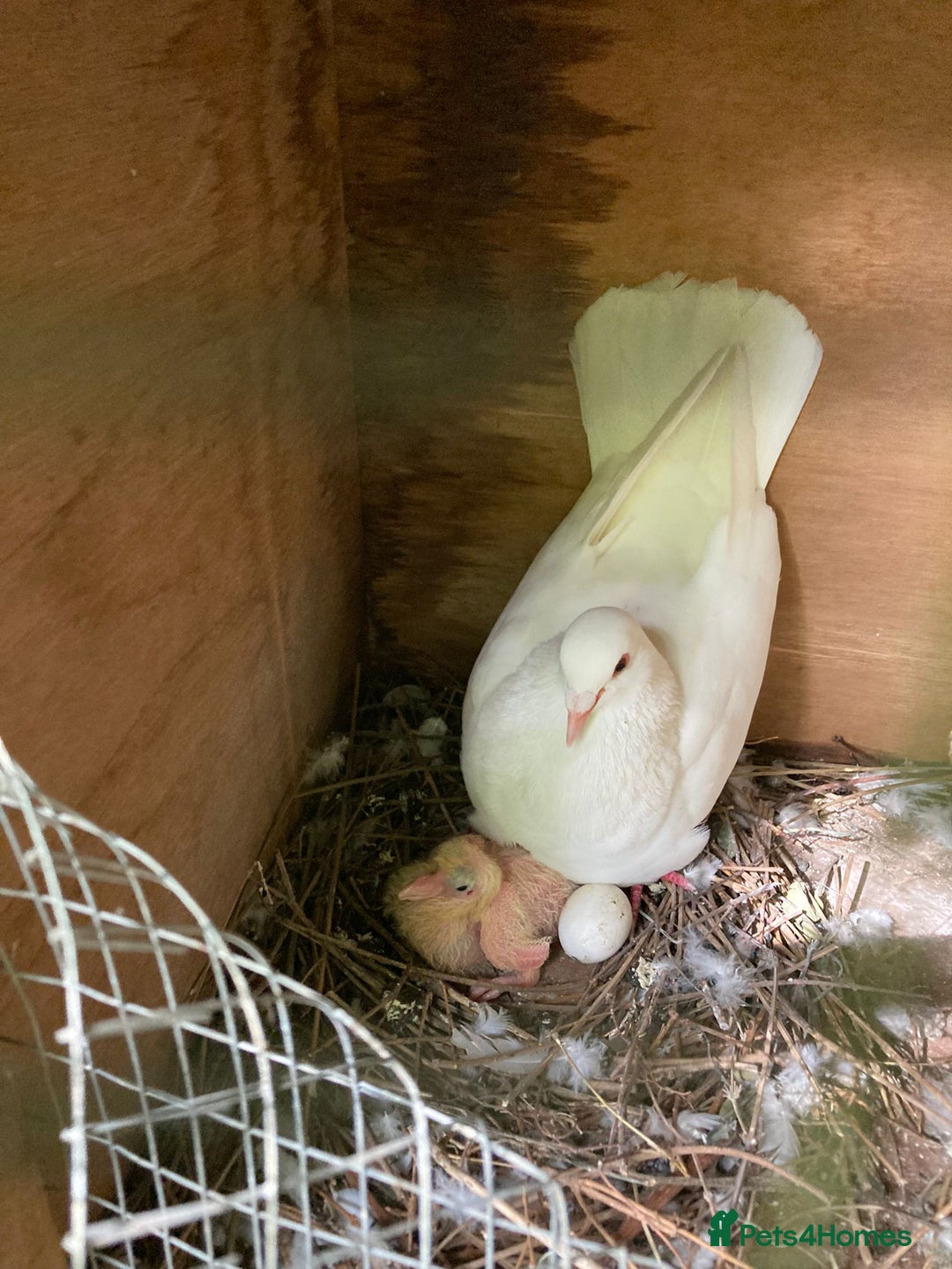 Doves birds for sale: Doves - Advert 3