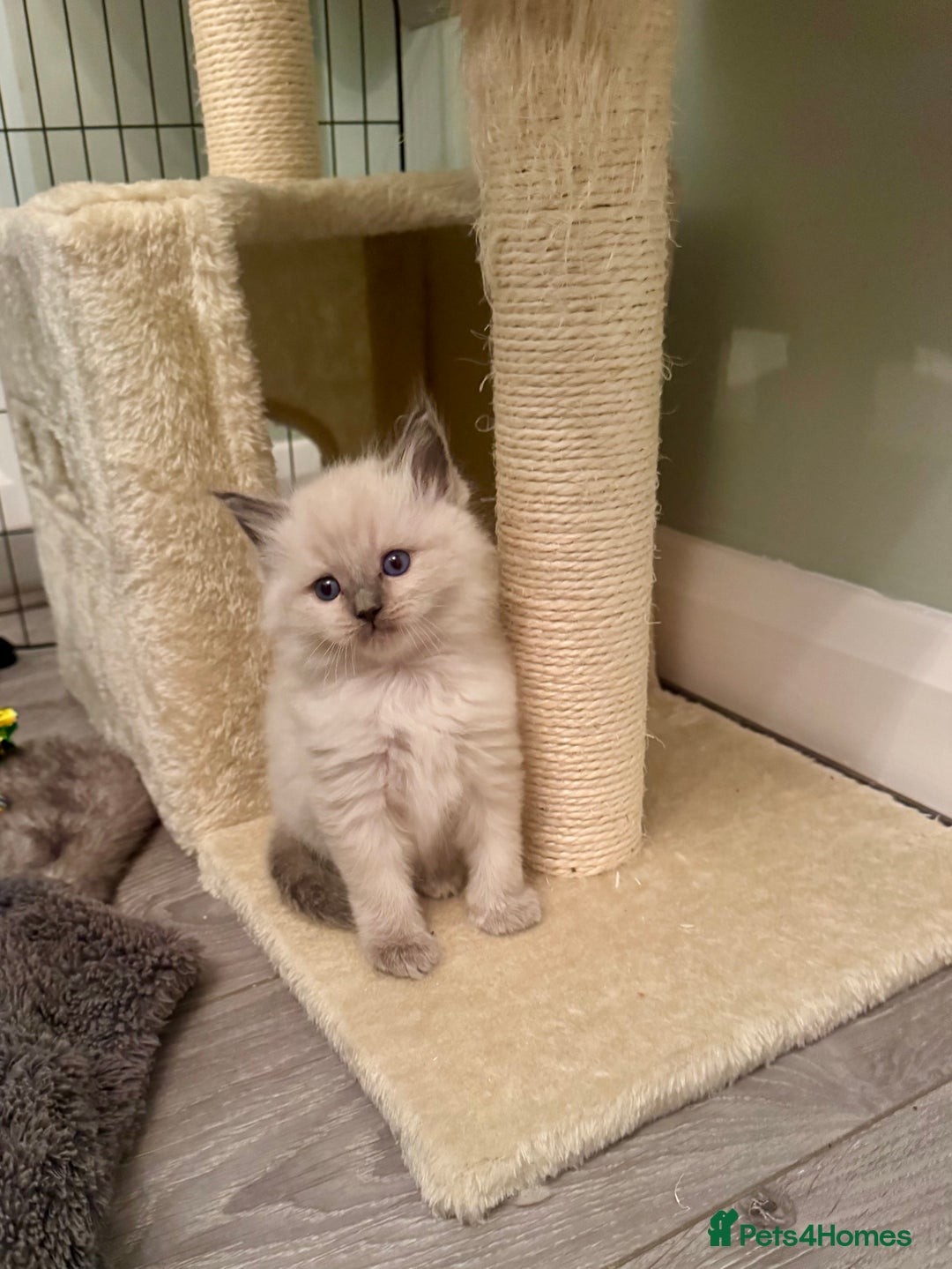 Ragdoll cats for sale: Pure bred blue & lilac point Ragdoll kittens  - Advert 23