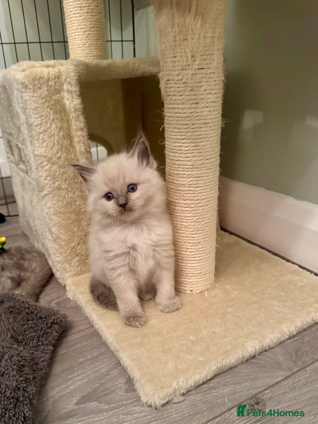 Ragdoll cats for sale: All kittens now reserved. Ragdoll kittens  - Advert 23