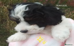 American Cocker Spaniel dogs for sale: SIX SNUGGLE MUFFINS AMERICAN COCKER, TOY POODLE - Image 15