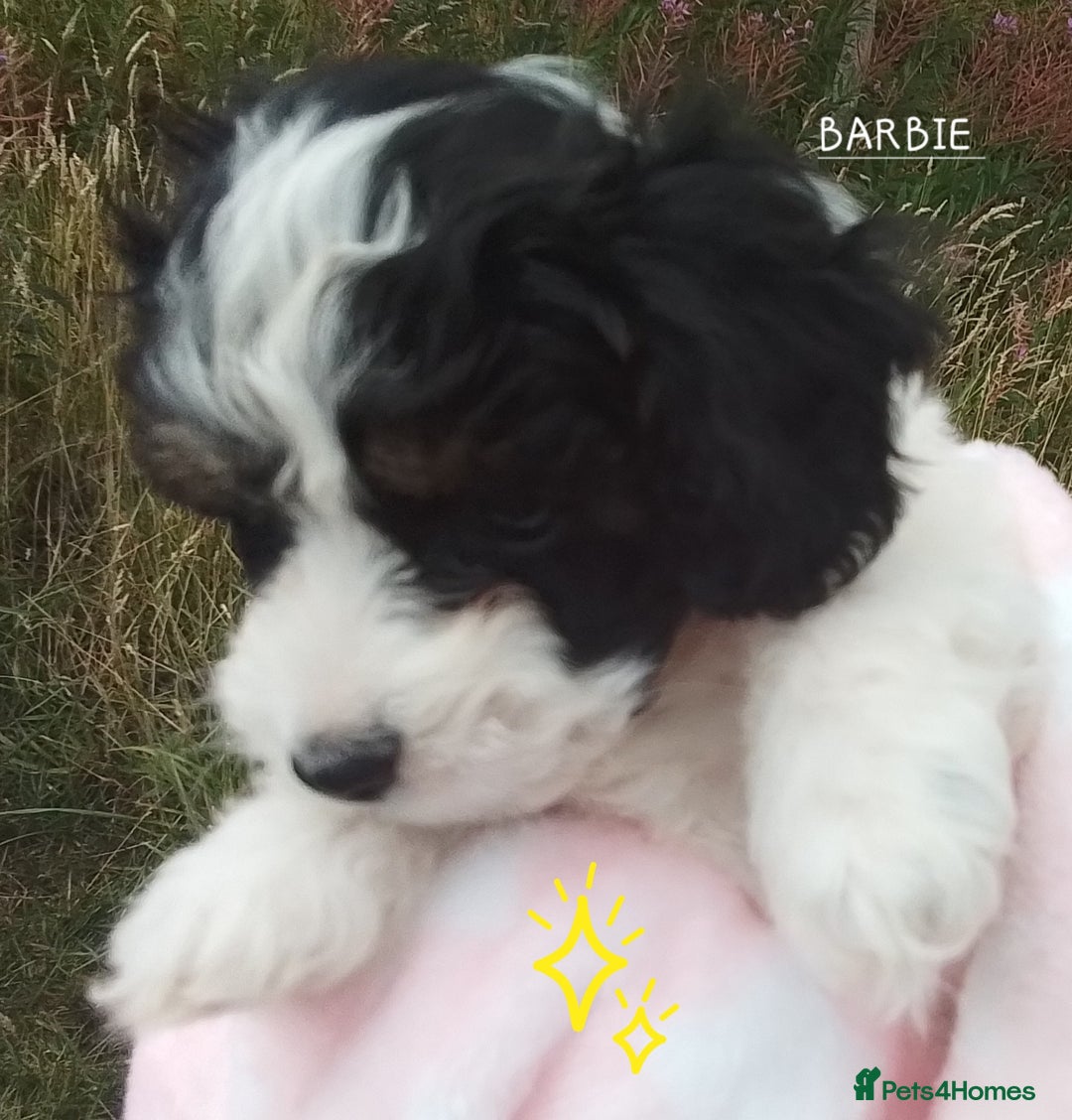 American Cocker Spaniel dogs for sale: SIX SNUGGLE MUFFINS AMERICAN COCKER, TOY POODLE - Image 15