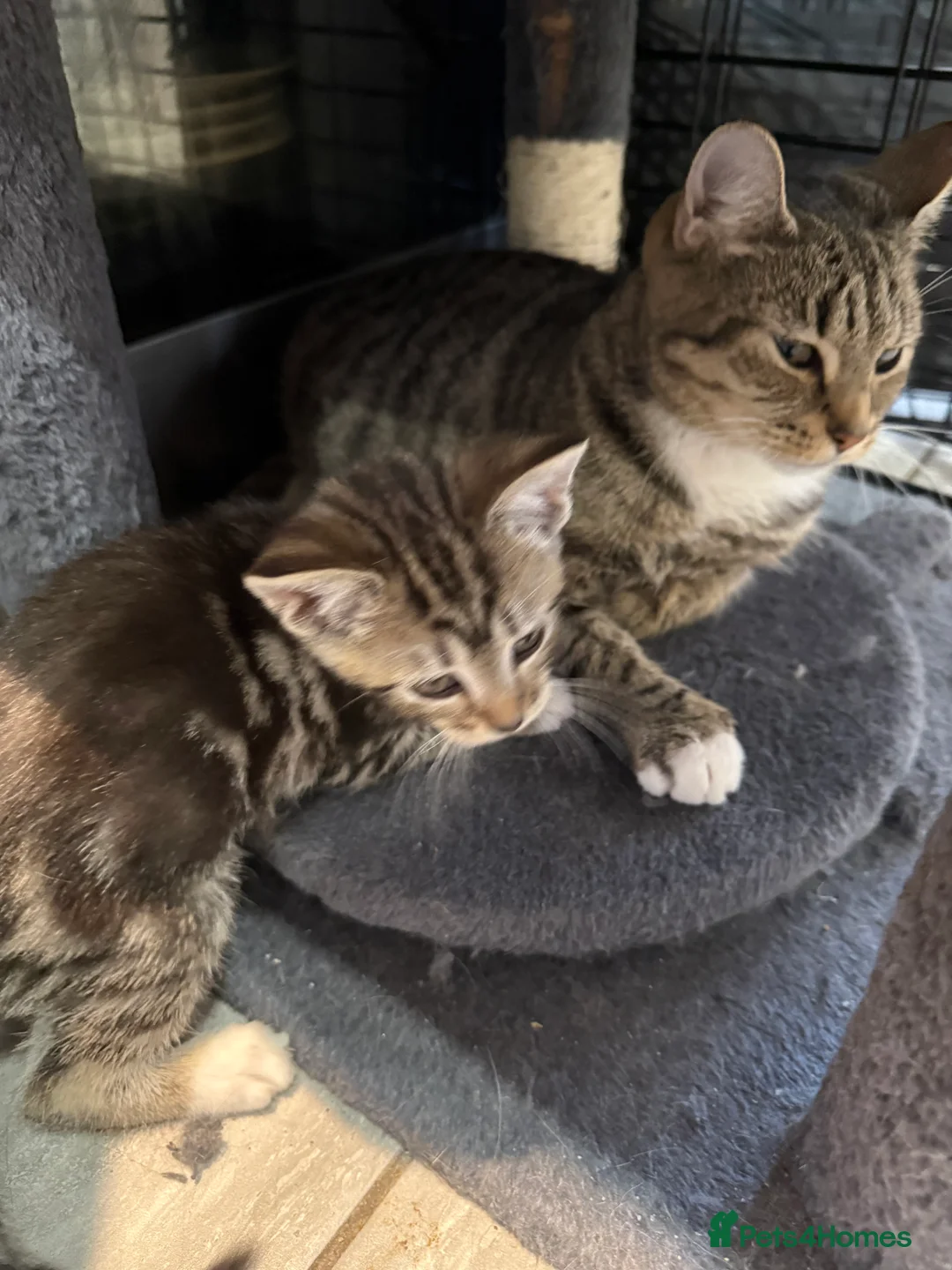 Mixed Breed cats for sale: Mixed breed kittens  - Advert 3