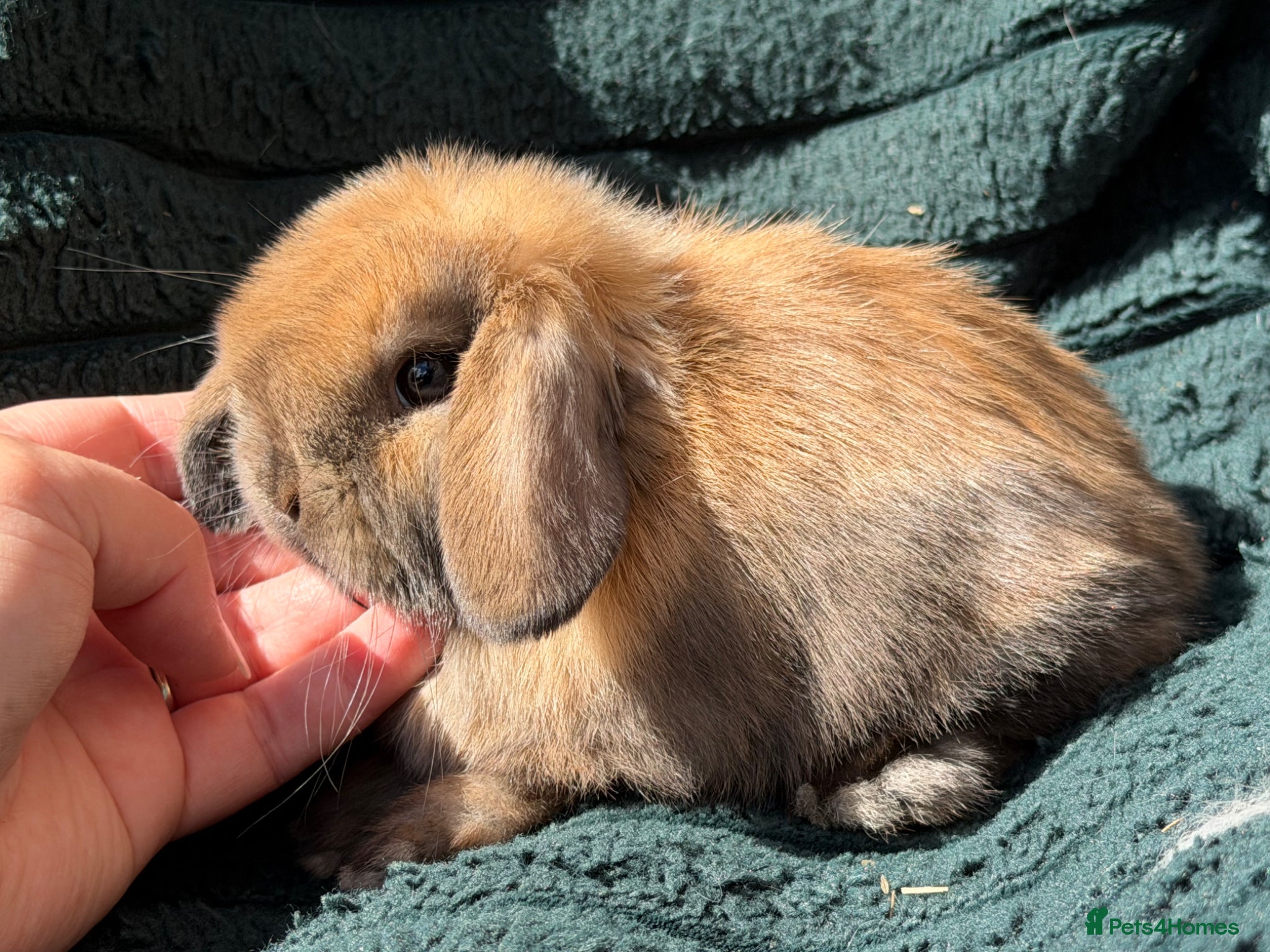 Mini Lop rabbits for sale: stunning baby girl ready now - Advert 7