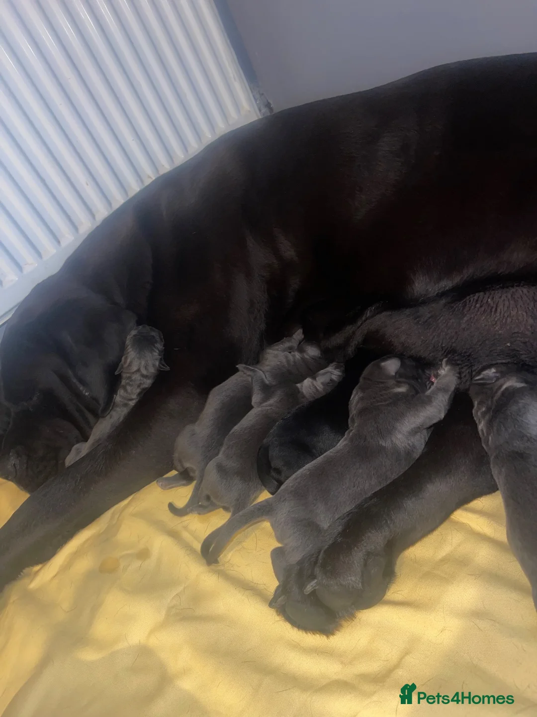 Cane Corso dogs for sale: Big chunky cane corso puppies  in Bristol - Advert 2